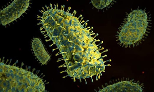 Hình ảnh phóng to của virus dại.