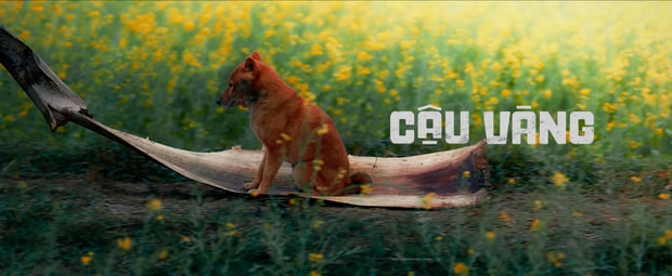 Cậu Vàng được ê-kíp lựa chọn một chú chó giống Shiba Inu (Nhật Bản).