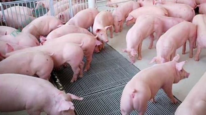 Giá heo hơi hôm nay 9/11: Đồng loạt tăng nhẹ 1.000 - 2.000 đồng/kg trên cả 3 miền. Ảnh minh họa.