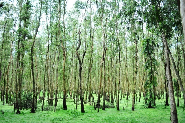 Cánh rừng tràm nguyên sinh