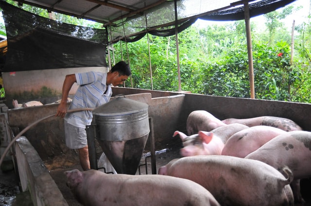 Giá heo hơi hôm nay 1/12: Tiếp tục đi ngang trong khoảng 66.000 - 72.000 đồng/kg. Ảnh minh họa.