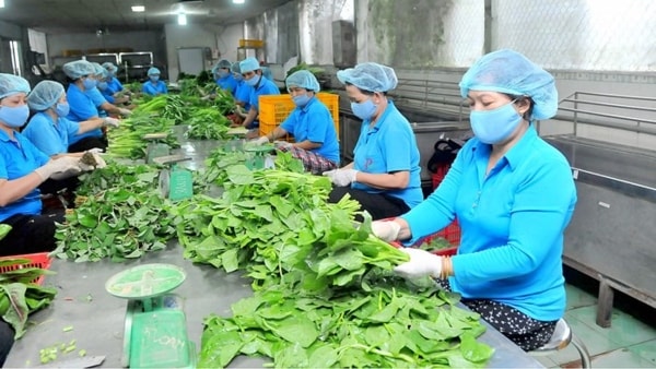 Tỷ lệ hợp tác xã hoạt động có hiệu quả hiện đạt hơn 54%. Ảnh minh họa