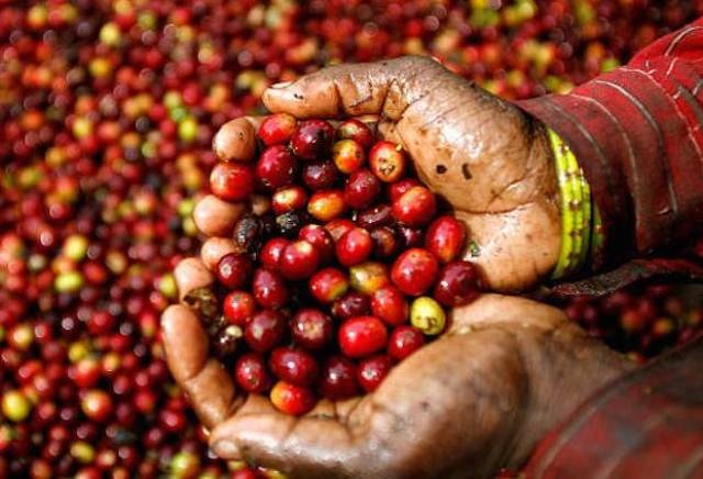 Giá cà phê hôm nay 3/12: Tăng mạnh trong khoảng 31.700 - 32.100 đồng/kg . Ảnh minh họa.