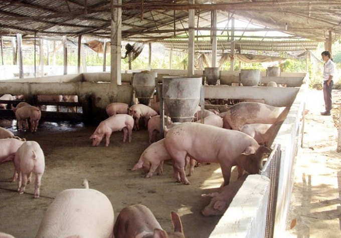 Giá heo hơi hôm nay 4/12: Giảm 1.000 - 2.000 đồng/kg trên cả 3 miền. Ảnh minh họa