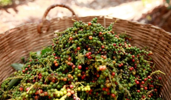 Giá hồ tiêu hôm nay 5/12: Giá cao nhất trong nước ở mức 58.000 đồng/kg, giá thế giới tăng nhẹ. Ảnh: TL.