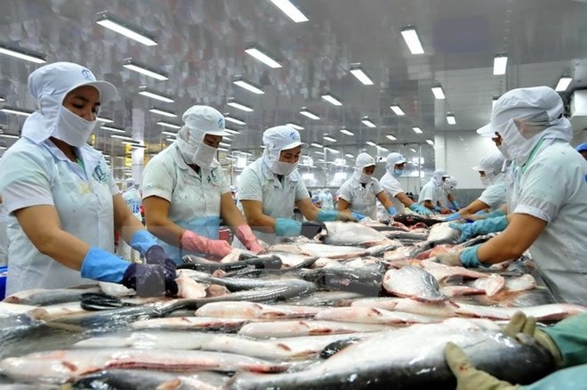 Chế biến cá tra xuất khẩu sang thị trường Mỹ. Ảnh: TL