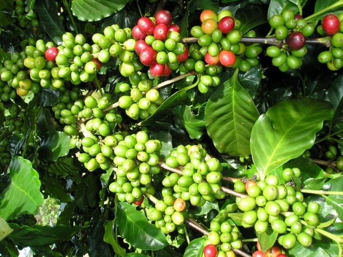 Giá cà phê hôm nay 6/12: Giảm đến 1.500 đồng/kg phiên cuối tuần. Ảnh: TL.