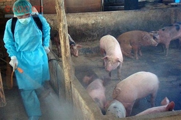 Việt Nam đã có một số thành công trong nghiên cứu, sản xuất vắc-xin phòng chống dịch tả lợn châu Phi. Ảnh minh họa
