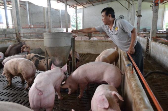 Giá heo hơi hôm nay 8/12: Giảm nhẹ, cao nhất đạt 71.000 đồng/kg. Ảnh minh họa.