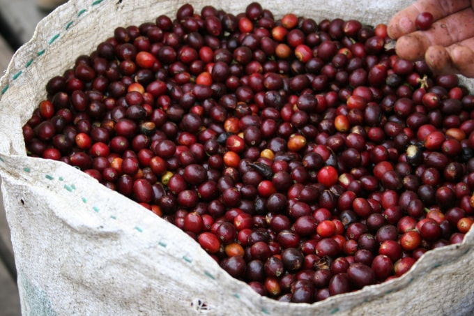 Giá cà phê hôm nay 13/12: Đồng loạt tăng từ 1.000 - 1.100 đồng/kg phiên cuối tuần. Ảnh minh họa.