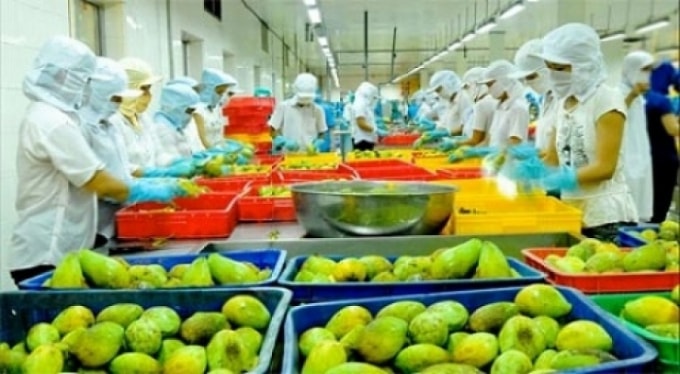Xuất khẩu rau quả của Việt Nam tiếp tục giảm 11,7% so với cùng kỳ. Ảnh minh họa.