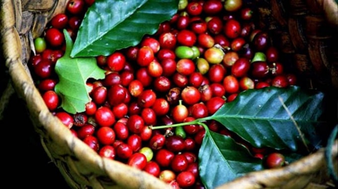 Giá cà phê hôm nay 14/12: Tăng mạnh, gao dịch quanh mốc 33.000 đồng/kg. Ảnh minh họa.