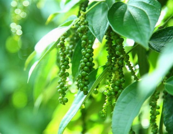 Giá hồ tiêu hôm nay 15/12: Tăng nhẹ ở Tây Nguyên, giá cao nhất 58.000 đồng/kg. Ảnh: TL.