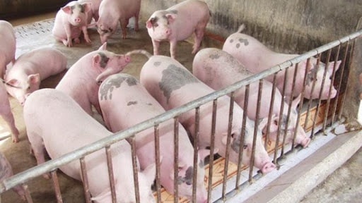Giá heo hơi miền Bắc tăng cao nhất cả nước đạt mốc 73.000 đồng/kg. Ảnh: TL.