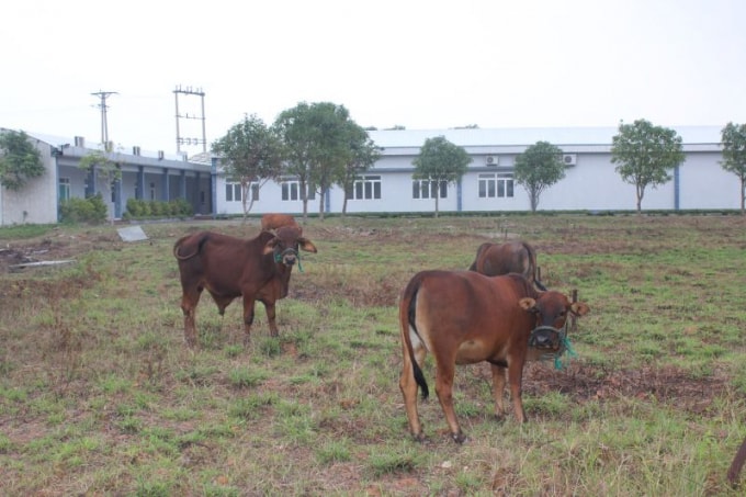 Dự án Bệnh viện Đa khoa Ngọc Linh với tổng mức đầu tư 227 tỷ đồng vẫn còn dang dở, “án binh bất động” 10 năm qua