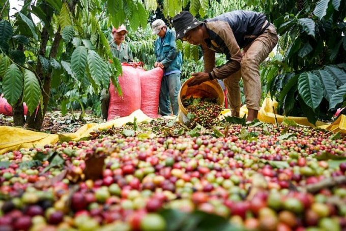Giá cà phê hôm nay cao nhất ở mức 33.000 đồng/kg. Ảnh minh họa.
