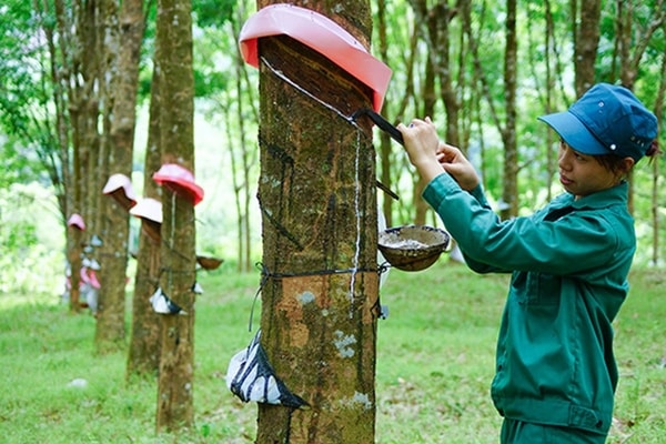 Đến 15/12, nhiều doanh nghiệp thành viên của Tập đoàn Công nghiệp Cao su Việt Nam đã hoàn thành kế hoạch năm 2020