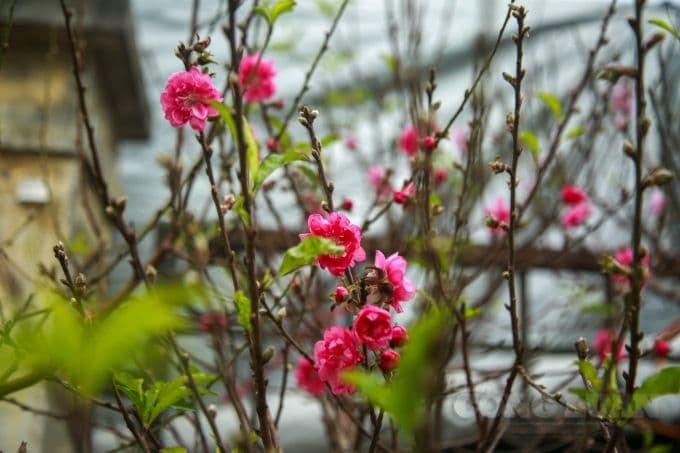 Đào Nhật Tân đã được bày bán ở chợ Quảng Bá (Hà Nội). Ảnh:Quang Hùng