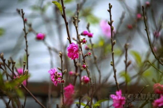 Nhiều năm trở lại đây xu hướng mua hoa đào chơi Tết sớm khá phổ biến ở Hà Nội.Ảnh:Quang Hùng