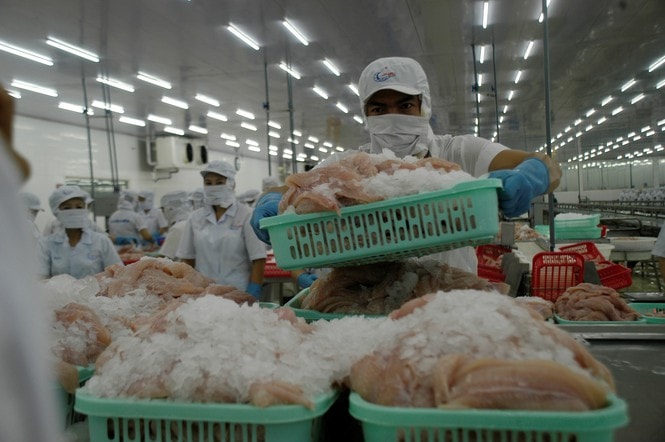 Chế biến cá tra xuất khẩu. Ảnh: CK