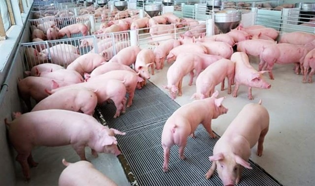 Giá heo hơi hôm nay 22/12: Đồng loạt tăng trên cả 3 miền . Ảnh minh họa.