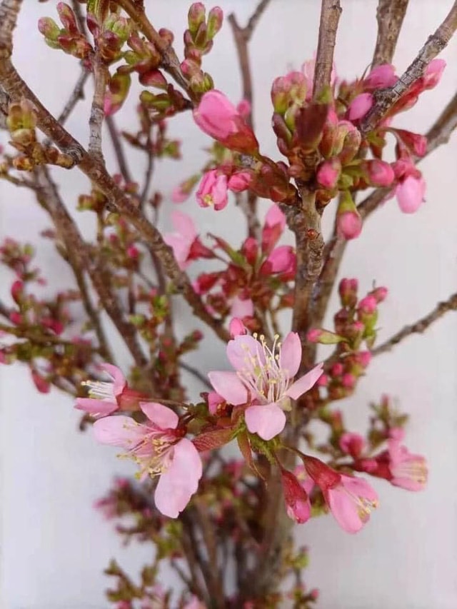 Mỗi cành anh đà Nhật dài từ 80-100cm phù hợp cắm trong những bình to để phòng khách, có giá dao động 150.000-180.000 đồng/bó tùy độ dài ngắn. Ảnh: TL