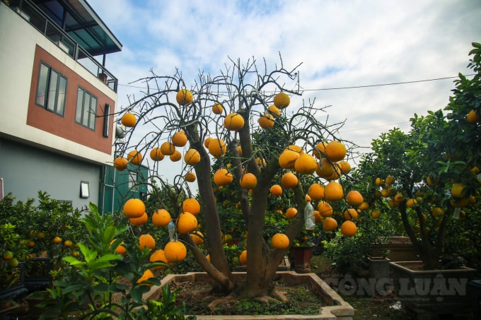 Tại huyện Văn Giang rất nhiều chủ nhà vườn đã cho ra những cây bưởi độc lạ mắt, theo đúng yêu cầu của khách. Như cây bưởi