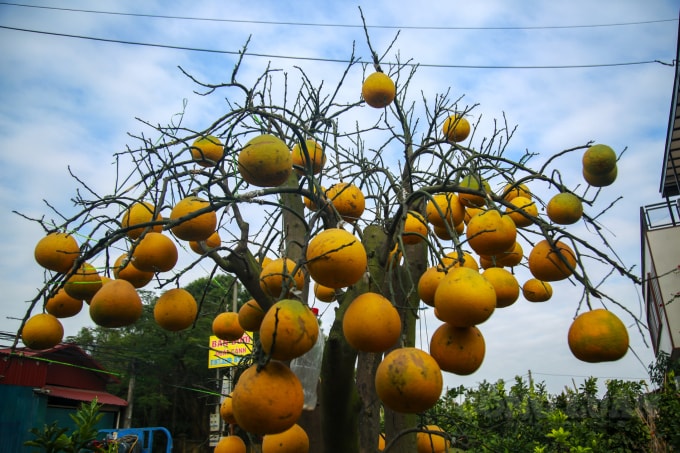 Hiện tại, cây bưởi đã
