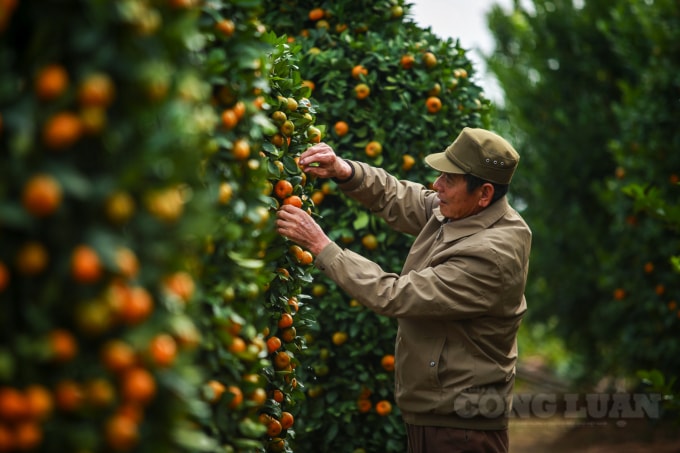 Để cây xanh tốt, bền, ông Thành cho biết, mọi công đoạn làm cỏ, đều được làm thủ công, không sử dụng thuốc diệt cỏ để tránh làm ảnh hưởng đến cây.
