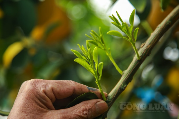 “Có khách đến vườn, chỉ yêu cầu tôi tỉa lá nếu đến Tết bật mầm có lộc non đẹp thì bao nhiêu tiền họ cũng mua” – thợ nhà vườn nói.