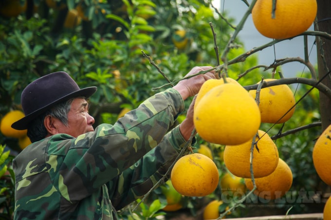 Theo chia sẻ của nhà vườn Chung Liên ở thôn Đan Kim (xã Liên Nghĩa, huyện Văn Giang, Hưng Yên) cho hay, các cây bưởi ở đây có giá giao động khoảng 10-30 triệu đồng 1 cây, tùy theo khách yêu cầu đặt và chăm sóc cây nhà vườn sẽ đáp ứng.