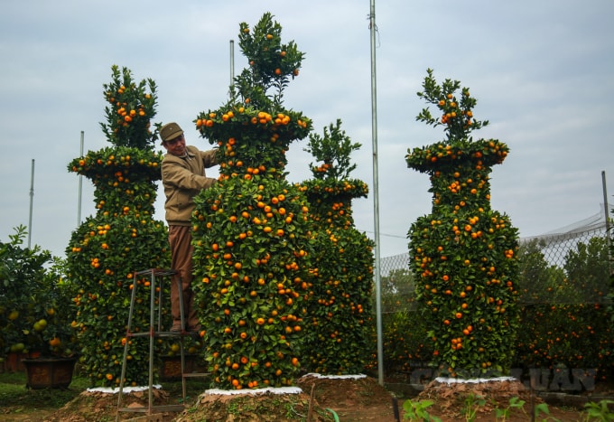 Là một người đã gắn bó với nghề trồng quýt cảnh được hơn 10 năm nay, ông Nguyễn Trung Thành (xã Liên Nghĩa, Văn Giang, Hưng Yên) cho biết, vườn nhà ông hiện nay có khoảng 300 cây quýt cảnh lớn và nhỏ, tất cả đều đã sẵn sàng tung ra thị trường trong dịp Tết Nguyên Đán sắp tới.