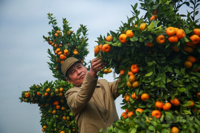 Do thời tiết năm nay thất thường, nắng dài ngày nên một số cây quýt cảnh quả đã bắt đầu chín.