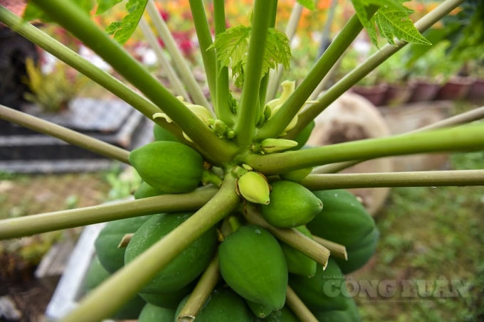 Các quả đu đủ tranh nhau mọc xung quanh thân cây từ dưới lên trên.