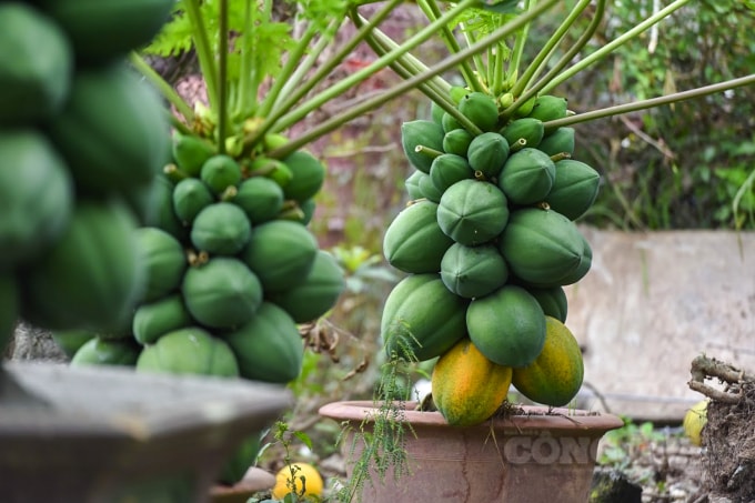 Thời điểm chỉ còn cách hơn 1 tháng nữa là đến Tết Nguyên Đán, tại các nhà vườn ở Hưng Yên đang tất bật công việc chăm sóc cây cảnh phục vụ cho người dân chơi tết 2021. Tại nhà vườn của anh Hoàng Đình Chính ở huyện Văn Giang (Hưng Yên), năm nay có rất nhiều cây đu đủ bonsai khá độc đáo được nhiều người đã đặt mua từ trước.