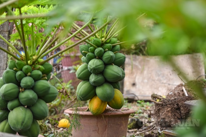 Theo như chia sẻ của chủ vườn, để có chậu đu đủ bonsai độc đáo, sai trĩu quả và chín đúng dịp Tết Nguyên đán thì công việc chăm sóc khá tỷ mỉ.