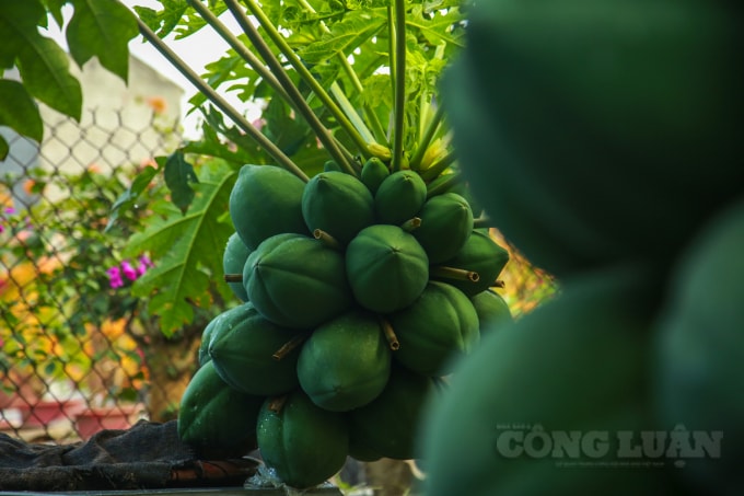 Theo anh Chính, một cây đu đủ bonsai đẹp phải hội tụ nhiều yếu tố: thế cây đẹp; đủ hoa nở; quả to và đều; lá xanh đẹp và có lá lộc... Thời điểm trồng đu đủ bonsai tốt nhất bắt đầu từ cuối tháng 4, đầu tháng 5 Âm lịch để kịp thời