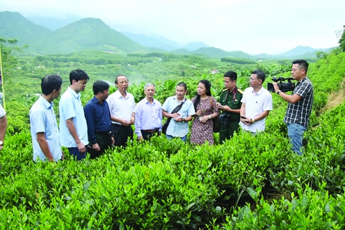 Hội Nhà báo Thái Nguyên tổ chức thăm, làm việc tại Vùng sản xuất chè và cây ăn quả tập trung xã Phúc Thuận, thị xã Phổ Yên.