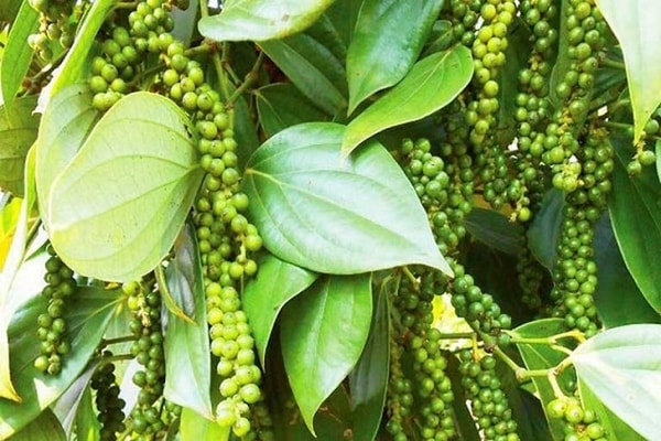Giá hồ tiêu hôm nay 25/12 có xu hướng giảm nhẹ so với hôm qua