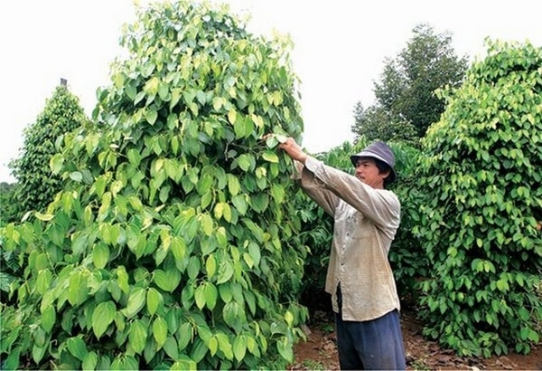 Giá hồ tiêu hôm nay dao động xung quanh mức 53.000 đồng/kg, tăng 500 đồng/kg