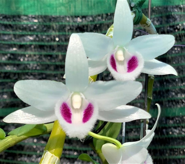 Lan đột biến gây