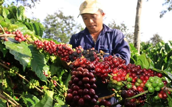 Giá cà phê liên tục giảm do dư cung