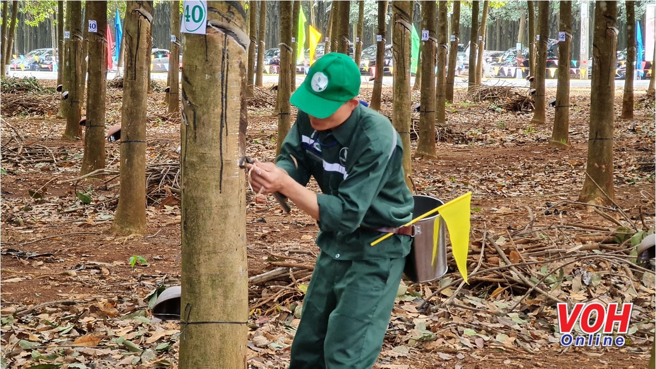 Công nhân cao su tại hội thi tay nghề hằng năm. Ảnh VOH