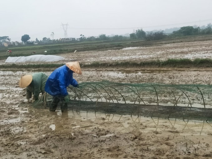 Nông dân xã Thanh Bình Thịnh (huyện Đức Thọ, Hà Tĩnh) đang chống rét cho mạ