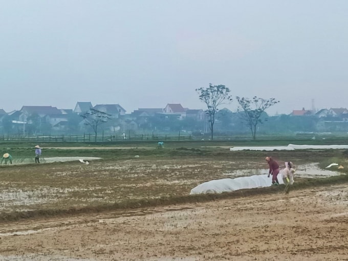 Nhiều nông dân 'đội rét' ra đồng che chắn cho mạ