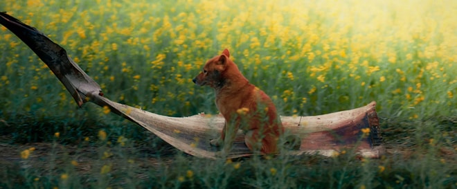 Bộ phim đã gây tranh cãi khi chọn Siba - quốc khuyển của Nhật Bản để vào vai Cậu Vàng.