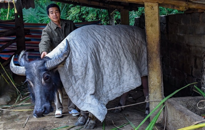 Người dân phải che ủ ấm cho trâu bò.