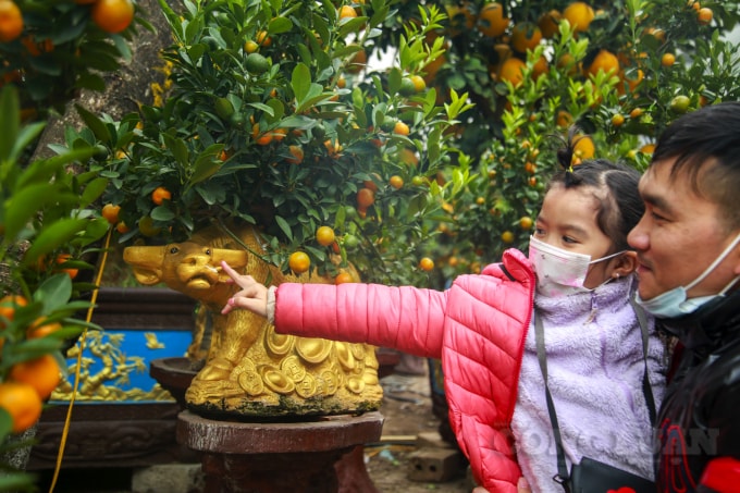 Theo như lời chủ nhà vườn cho hay, lượng khách đến mua chưa nhiều lắm, nhiều người đến hỏi cũng chỉ đang tham khảo giá. Giá của các chậu trâu vàng, trâu đen cõng quất được cho biết dao động từ 1,7 triệu – 2 triệu đồng.