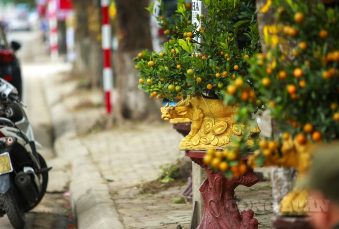 Có biết bao nhiêu câu chuyện cảm động về mối quan hệ giữa con người với loài vật hiền lành này được lưu truyền trong dân gian, văn hóa của người Việt Nam. Năm nay, năm Đinh Sửu nhiều người dân tin rằng việc có 1 hình tượng linh vật như “trâu cõng quất bonsai” để chơi Tết hay trưng bày ở trong khuôn viên nhà sẽ có 1 ý nghĩa trọn vẹn.