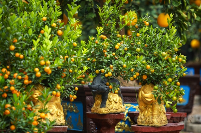 Nắm bắt được quan niệm năm nào chuộng con giáp đó. Năm nay, là năm Đinh Sửu nên nhiều nhà vườn đã làm các chậu trâu vàng và trâu đen cõng quất với thiết kế độc đáo, bắt mắt cùng các chùm quất trĩu quả trên thân.